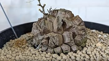 Amazon.co.jp: 亀甲竜 冬型植物 塊根 検索 パキプス